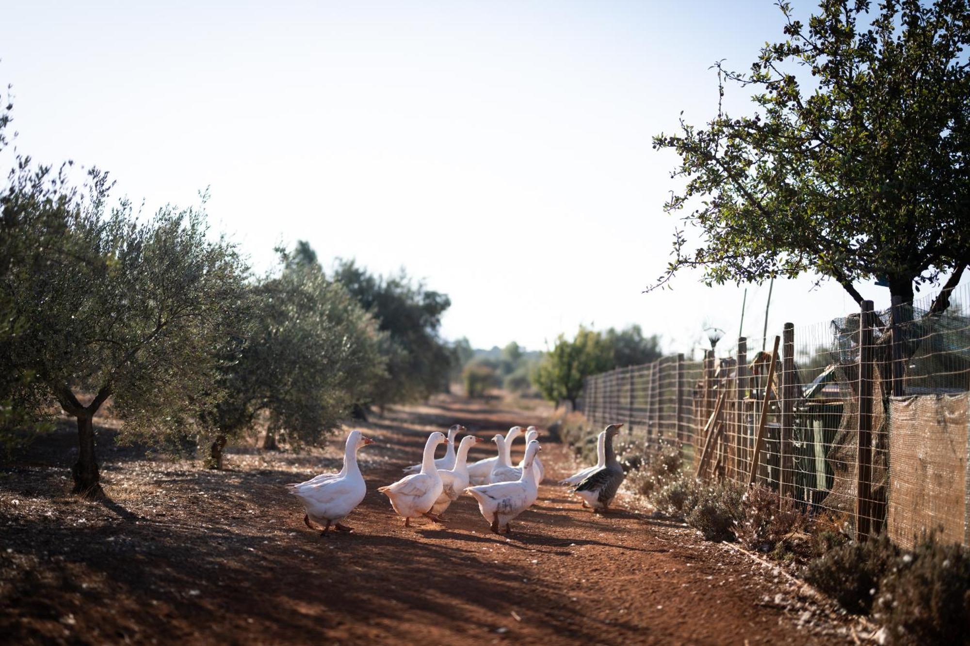 Goúvai Eumelia Organic Agrotourism Farm酒店 外观 照片